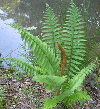 Cinnamon Fern (Osmundastrum 'Cinnamon') - 1 gallon