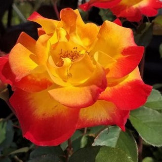 Sunset Horizon™ Rose (Rosa sunset 'Horizon') - 3 gallon
