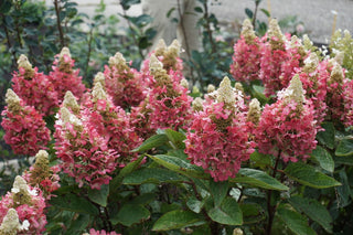 Flare™ Hardy Hydrangea (Hydrangea 'P Flare') - 3 gallon