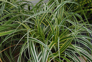 Feather Falls Sedge (Carex 'Carex Feather Falls') - 1 gallon