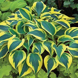 Shadowland® 'Autumn Frost' (Hosta shadowland 'Autumn Frost') - 1 gallon