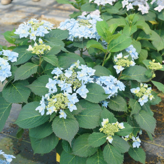 Tuff Stuff Ah-Ha® Reblooming Mountain Hydrangea (Hydrangea 'S Tuff Stuff Ah-Ha') - 3 gallon