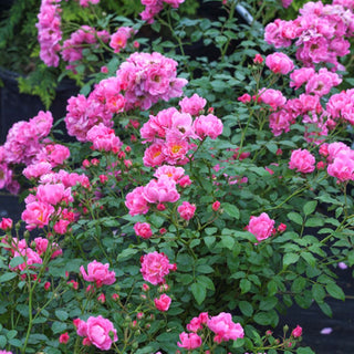 Oso Easy® Double Pink Rose (Rosa 'Oso Easy Double Pink') - 2 gallon