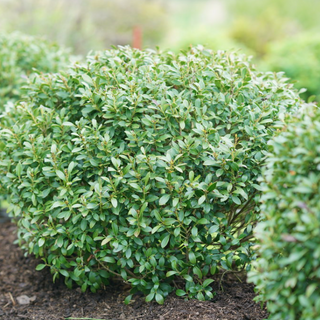 Strongbox® Inkberry holly (Ilex glabra 'Strong Box') - 3 gallon 12-15"