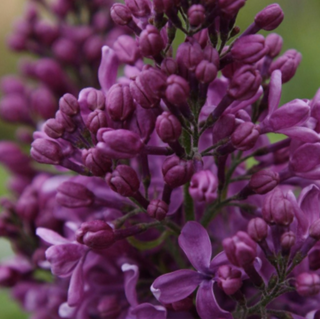 Purple Glory Lilac (Syringa x 'Purple Glory') - 3 gallon 15"