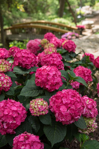 Summer Crush® Reblooming Hydrangea (Hydrangea macrophylla 'Summer Crush') - 3 gallon