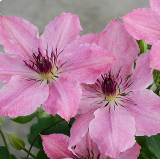 Sarah Elizabeth™ Clematis (Clematis sarah 'Elizabeth') - 1 gallon