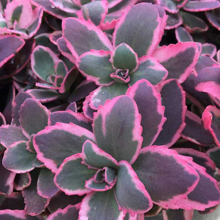 SunSparkler® Dream Dazzler Stonecrop (Sedum dream 'Dazzler') - 1 gallon