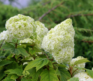 Gatsby Moon® Oakleaf hydrangea (Hydrangea quercifolia 'Gatsby Moon') - 1 gallon