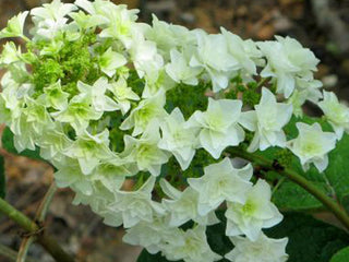 Gatsby Star® Oakleaf Hydrangea (Hydrangea quercifolia 'Gatsby Star') - 1 gallon