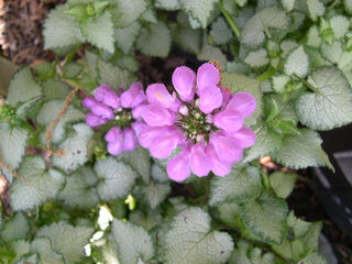Purple Dragon Spotted Deadnettle (Lamium M 'Purple Dragon') - 1 gallon