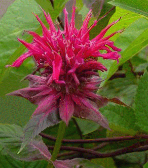 Raspberry Wine Bee Balm (Monarda 'Raspberry Wine') - 1 gallon