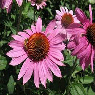 Prairie Splendor Coneflower (Echinacea purpurea 'Prairie Splendor') - 1 gallon