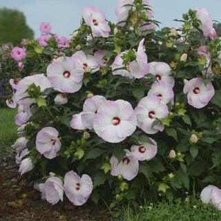 Summerific® 'Ballet Slippers' Rose Mallow (Hibiscus x 'Summerific Ballet Slippers') - 2 gallon