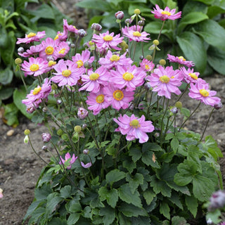 Curtain Call Pink Japanese Anemone (Anemone 'Curtain Call Pink') - 1 gallon