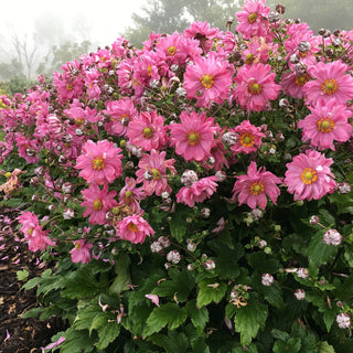 Fall In Love™ Japanese Anemone (Anemone 'Fall In Love Sweetly') - 1 gallon