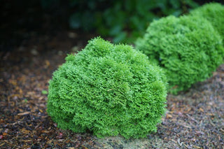 Tater Tot® Arbovitae (Thuja occidentalis 'Tater Tot') - 2 gallon
