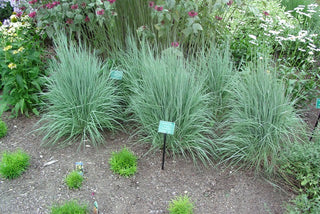 The Blues Little Bluestem (Schizachyrium scoparium 'The Blues') - 2 gallon