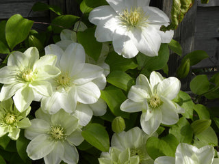 Guernsey Cream Clematis (Clematis guernsey 'Guernsey Cream') - 1 gallon
