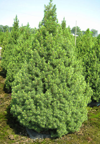 Dwarf Alberta Spruce (Picea glauca 'Conica') - 3 gallon 24"