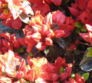 Girard’s Crimson Azalea (Azalea x 'Girard Crimson') - 3 gallon 15"