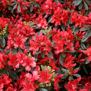 Hot Shot Azalea (Azalea x 'Girard Hot Shot') - 3 gallon 15"