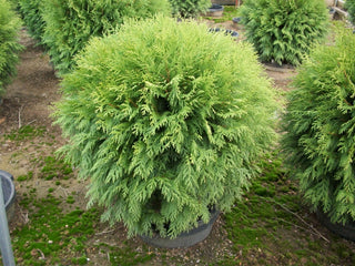 Globe Arborvitae (Thuja occidentalis 'Woodwardii') - 3 gallon 12"