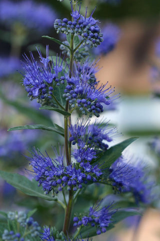 Dark Knight Bluebeard (Caryopteris clandonensis 'Dark Knight') - 2 gallon