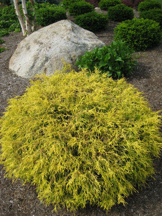 Gold Mop Cypress (Chamaecyparis pisifera 'Mops') - 2 gallon 12"