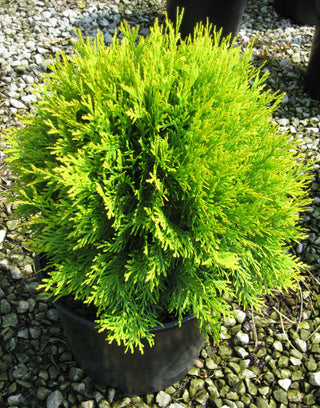 Golden Globe Arborvitae (Thuja occidentalis 'Globosa Aurea') - 3 gallon 12"