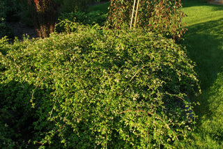Crispa Cutleaf Stephanandra (Stephanandra incisa 'Crispa') - 2 gallon 12"