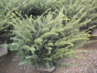 Everlow  Yew (Taxus x media 'Everlow') - 3 gallon 12"
