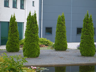 Emerald Green Arborvitae (Thuja occidentalis 'Smaragd') - 3 gallon 36"