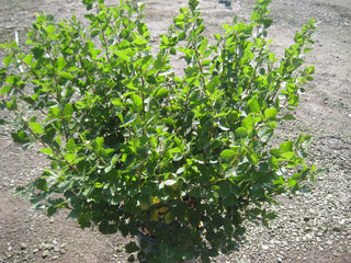 Gro-Low Fragrant Sumac (Rhus aromatica 'Gro-Low') - 3 gallon 15"