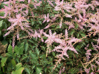 Sim. Sprite Astilbe (Astilbe simplicifolia 'Sprite') - 1 gallon