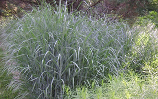 Heavy Metal Switch Grass (Panicum virgatum 'Heavy Metal') - 3 gallon