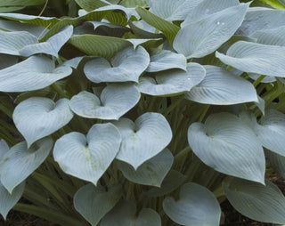 Halcyon Plantain Lily (Hosta halcyon 'Halcyon') - 1 gallon