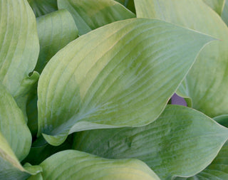 Sum and Substance Plantain Lily (Hosta 'Sum and Substance') - 1 gallon