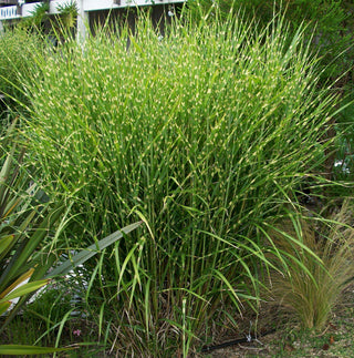 Porcupine Grass (Miscanthus sinensis 'Strictus') - 3 gallon
