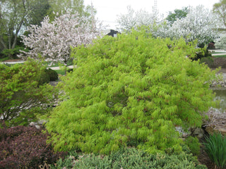 Green Laceleaf Japanese Maple (Acer palmatum var. dissectum 'Viridis') - 3 gallon 15"