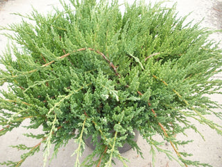 Green Sargent Juniper (Juniperus chinensis 'Sargentii') - 3 gallon 15"