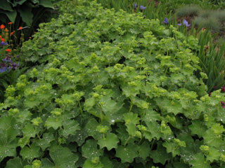 Thriller Lady's Mantle (Alchemilla mollis 'Thriller') - 1 gallon