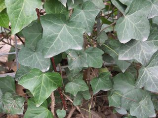 English Ivy (Hedera helix 'Hibernica') - 1 gallon