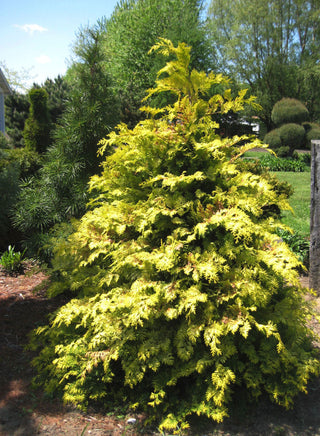 Crippsii Golden False Cypress (Chamaecyparis obtusa 'Crippsii') - 3 gallon 15"