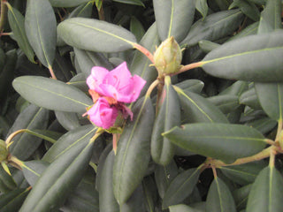 Roseum Elegans Rhododendron (Rhododendron roseum 'Roseum Elegans') - 3 gallon 15"