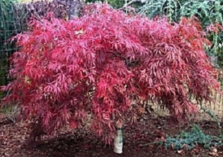 Tamukeyama Japanese Maple (Acer palmatum var. dissectum 'Tamukeyama') - 3 gallon 15"