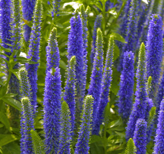 Royal Candles Speedwell (Veronica spicata 'Royal Candles') - 1 gallon