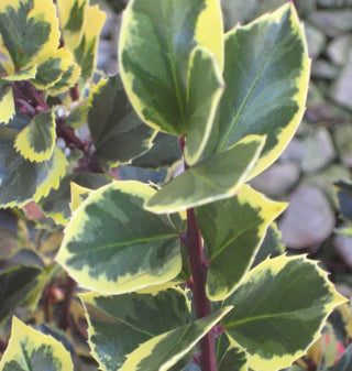 Honeymaid™ Meserve Holly (Ilex x meserveae 'Honeymaid') - 3 gallon 15"