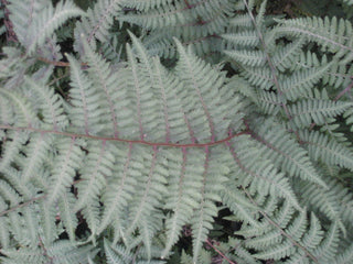 Ghost Fern (Athyrium x 'Ghost') - 1 gallon