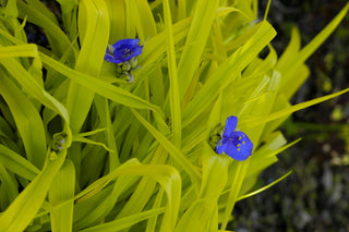 Sweet Kate Spiderwort (Tradescantia x andersoniana 'Sweet Kate') - 1 gallon